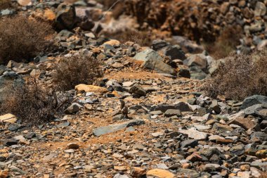 İki küçük memeli, muhtemelen Barbar yer sincapları, seyrek bitki örtüsü ve kuru toprağın ortasında kayaların üzerine tünemiş, sert, güneşten sırılsıklam olmuş bir ortamda çevrelerini inceliyorlar.