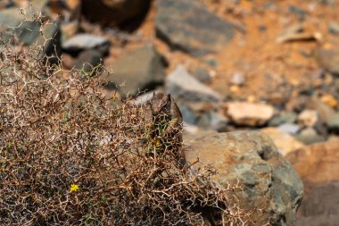 Dikenli bir çöl bitkisinden küçük bir kemirgen çıkar, doğal habitatı Kanarya Adası 'ndaki kayalık, güneşte ıslanmış bir arazidir.