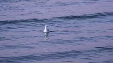 Baltık Denizi 'nin sakin ve dalgalı sularında yüzen ve hareket eden üç martı, Polonya' da huzurlu bir kıyı manzarası sergiliyor.