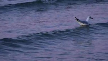Martılar, Baltık Denizi 'nin yumuşak dalgalarında, alacakaranlık saatlerinde Polonya' nın sakin sahil güzelliğini göstererek zarifçe dolaşırlar.