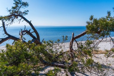Bükülmüş çam dalları, mavi Baltık Denizi 'ni ve açık bir gökyüzünün altındaki kumlu sahili huzurlu bir şekilde çerçeveler.