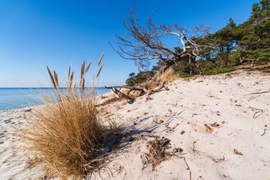 Rüzgarlı kumlu bir sahil, uzun kuru otlar ve berrak mavi gökyüzünün altında durgun Baltık Denizi 'ne bakan eğri büğrü bir ağaç.