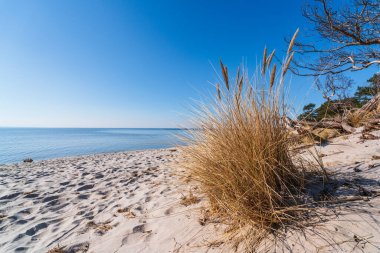 Rüzgârlı kum tepecikleri, uzun kuru sahil otları ve parlak güneşli bir günde Baltık Denizi 'nin sakin sularından oluşan sakin bir kıyı manzarası.