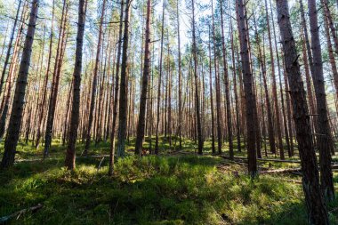 Güneş ışığı, uzun çam ağaçlarından oluşan sık bir ormanın içinden akar, yosunlu zemini aydınlatır ve aşağıdaki yemyeşil bitki örtüsünü yeşertir.