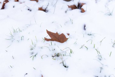 Soğuk bir kış gününde kar yaprakları kapladı.