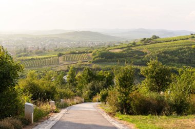 Şarap köyü yakınlarındaki Macar manzarası