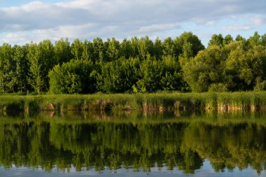 Nehirdeki bir ormanın yansımaları