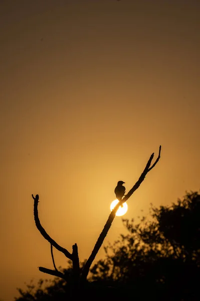 Panama City 'de Panama' daki tepe örtüsünde gün doğumuna ya da günbatımına karşı bir ağaç dalına tünemiş küçük kuş silueti. Turizm turizmi için turistik arka plan ya da duvar kağıdı için şafak vakti boş turuncu gökyüzü.