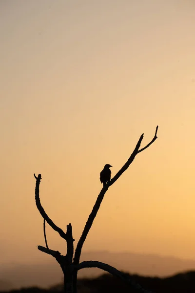 Panama City 'de Panama' daki tepe örtüsünde gün doğumuna ya da günbatımına karşı bir ağaç dalına tünemiş küçük kuş silueti. Turizm turizmi için turistik arka plan ya da duvar kağıdı için şafak vakti boş turuncu gökyüzü.