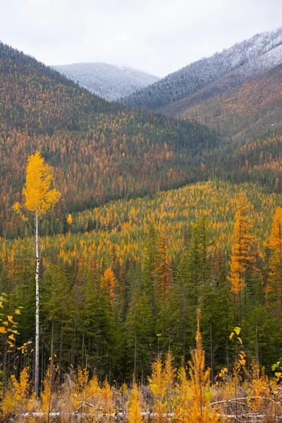 Revelstoke British Columbia sonbahar renkleri Aspen ağaçları ve tepeleri sarartır BC 'deki dağların dikey manzarası Kanada macera seyahati sonbaharda Britanya Kolumbiyası turizm arka planı veya arka planı