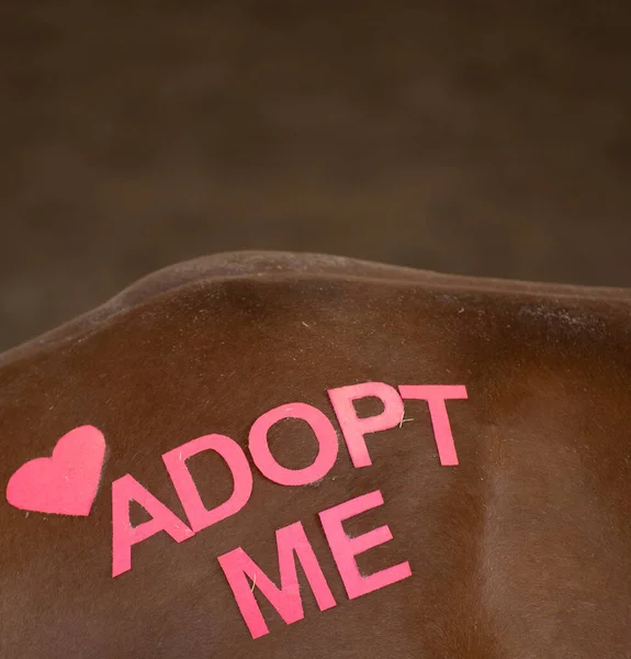 Atların arka tamponu ya da pembe kalpli kalçaları ve yazıları beni New Mexico 'daki bir at yetiştirme tesisi için at evlat edinme etkinliğinde çekilen at fotoğrafına adapte etti.