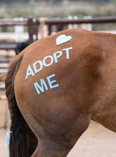 New Mexico 'daki bir kurtarma tesisi yardım organizasyonunda örgülü kuyruk takılı mavi kurdeleli kestane atının arkasında beni evlat edinmek için can atıyorlar.