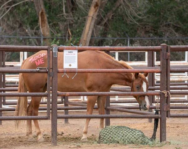New Mexico 'da bir kurtarma tesisi bağış etkinliğinde kestane rengi at boynuzları üzerinde pembeyle beni evlat edinin.