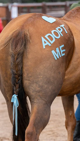 New Mexico 'daki bir kurtarma tesisi yardım organizasyonunda örgülü kuyruk takılı mavi kurdeleli kestane atının arkasında beni evlat edinmek için can atıyorlar.