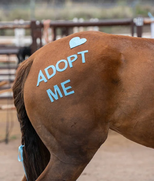 New Mexico 'daki bir kurtarma tesisi yardım organizasyonunda örgülü kuyruk takılı mavi kurdeleli kestane atının arkasında beni evlat edinmek için can atıyorlar.