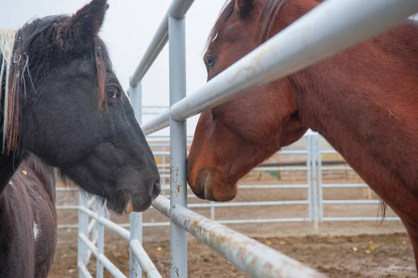İki at arasında çelikle veya metal boruyla birbirlerini kokluyorlar. At biniciliği ya da at sağlığı için çiftlik yatay ekvator imajında hastalık bulaşmış olabilir.