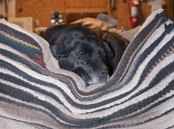 Batı eyerlerinde uyuyan yaşlı bir köpek. Siyah bir köpek. Burnu gri, batı eyerleri etrafında gri tüyler var.