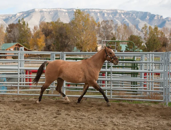 Buckskin renkli at, Birleşik Devletler 'in batısındaki bir çiftlik ya da çiftlikte metal ya da çelikten bir çitin üzerinde koşuyor. Arka planda dağlar var. Güzel yürüyüş ve yatay at görüntüsü.