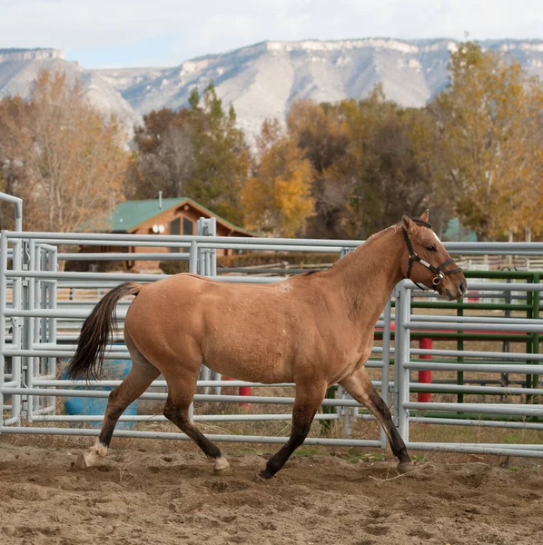 Buckskin renkli at, Birleşik Devletler 'in batısındaki bir çiftlik ya da çiftlikte metal ya da çelikten bir çitin üzerinde koşuyor. Arka planda dağlar var. Güzel yürüyüş ve yatay at görüntüsü.