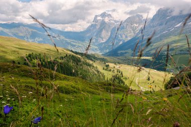 İsviçre Alp Panorama 'sı, yazın bulutlu bir günde yeşil çayırlara ve Grindelwald' a bakıyor. Jungfrau bölgesi, Bernese Oberland, İsviçre