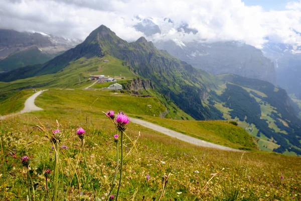 Flores Cardo Uma Paisagem Alpina Vívida Dia Nublado Verão Região — Fotografia de Stock