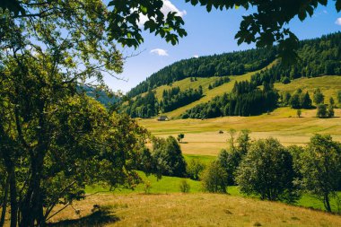 Güneşli bir günde Feldberg yakınlarında çayırları ve tepeleri olan Kara Orman manzarası. St. Blasien, Baden-Wurttemberg, Almanya