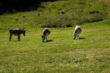 Yaz güneşinde çayırda otlayan üç eşek. Kara Orman, Baden-Wurttemberg, Almanya