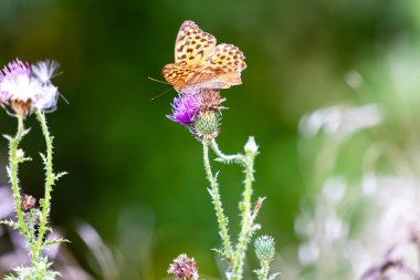 Bir kelebek bir tarlada devedikeni çiçeğinin üzerinde oturur. Etrafında çiçekler açar. Hava açık ve güneşli. Arkaplan yeşil ve yumuşak renklerin karışımını gösterir.
