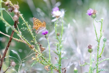 Turuncu ve siyah benekli bir kelebek çimenli bir alanda mor bir çiçeğe konar. Kelebeği çevreleyen yeşil bitkiler yazın basit bir doğa manzarası yaratıyor..
