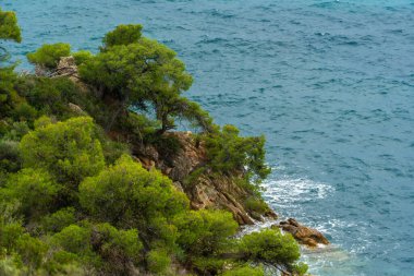Doğal bir manzara, okyanus yakınlarındaki kayalık arazide büyüyen ağaçları gösteriyor. Dalgalar kıyı şeridine hafifçe çarpar. Gökyüzü berrak ve parlak, su uzaklara kadar uzanıyor..