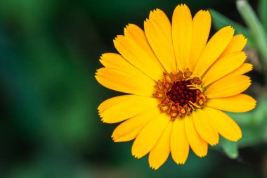 Baharda parlak sarı bir çiçek bir bahçede göze çarpar. Merkezde zengin renkler sergilenirken, yaprakları geniş bir alana yayılır. Arkaplan yeşil yapraklarla dolu..