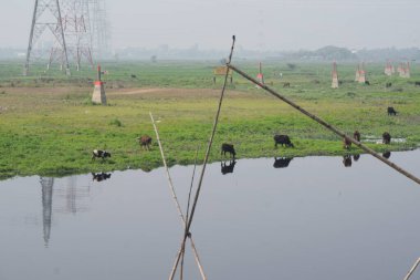 Birkaç inek yemyeşil çimenlerde otluyor ve büyük, sakin bir su kütlesinden su içiyorlar. Su, hayvanların ve yakınlardaki yapıların net yansımalarını sağlıyor..
