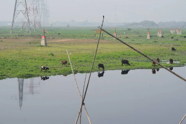 Birkaç inek yemyeşil çimenlerde otluyor ve büyük, sakin bir su kütlesinden su içiyorlar. Su, hayvanların ve yakınlardaki yapıların net yansımalarını sağlıyor..