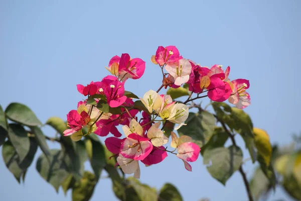 Bougainvillea genellikle 