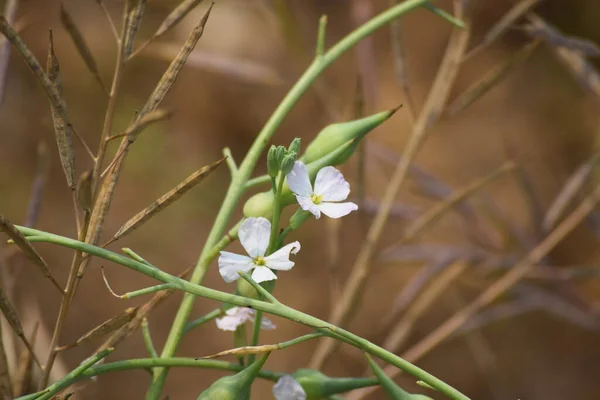 Bir turp bitkisinin tohumlarını geliştiriyorum..
