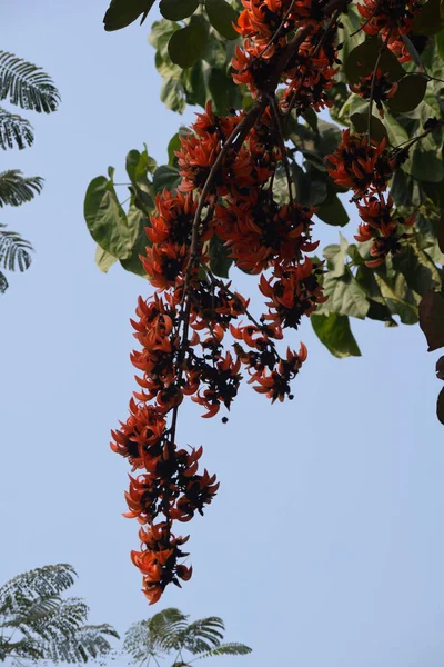 Butea monosperma ağacı, yaygın olarak 