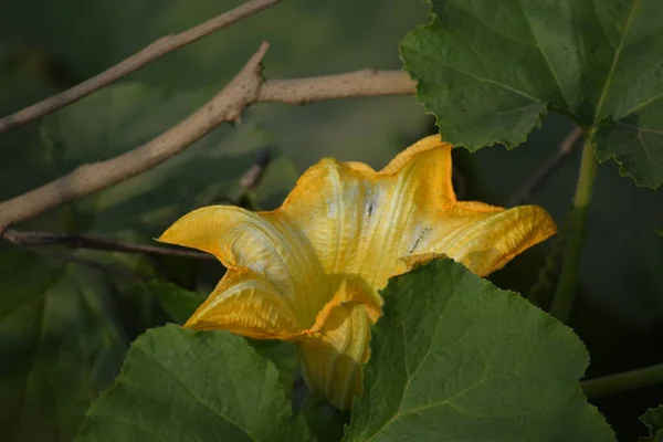 Parlak sarı bir balkabağı ya da kabak çiçeğinin yakın plan fotoğrafı..