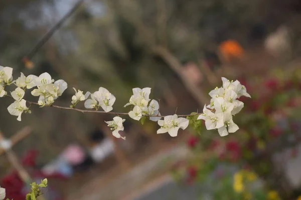 Beyaz bougainvillea çiçeklerinin bir dalda açtığı yakın plan bir fotoğraf..