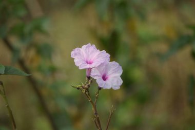 İki açık pembe çalılık sabah çiçeklerinin yer aldığı yakın plan bir fotoğraf..