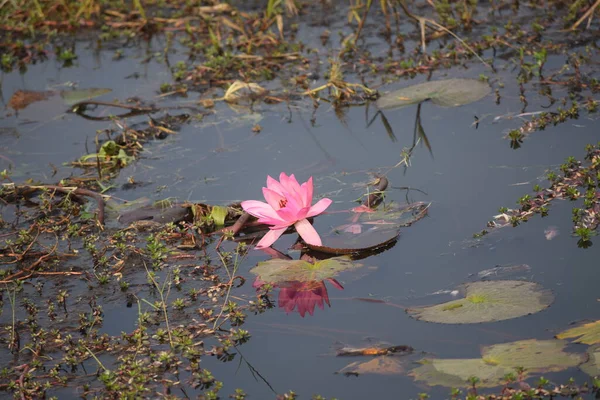Canlı pembe bir nilüfer çiçeğinin (ya da lotus) sakin bir gölette süzülürken çekilmiş bir fotoğrafı..