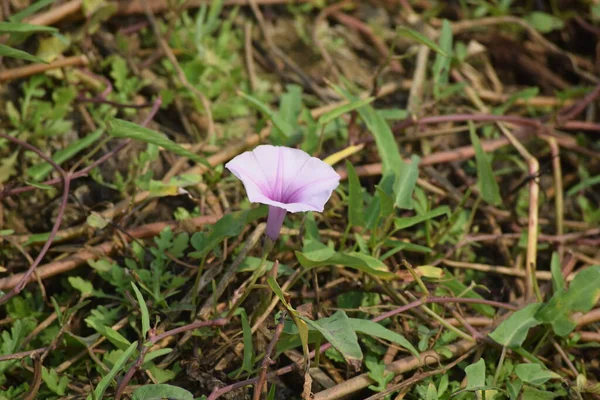 Tek bir açık mor ya da leylak çiçeğin yakın plan fotoğrafı. Sabah görkeminin bir türü gibi görünüyor. Muhtemelen Ipomoea cairica ya da Ipomoea aquatica..
