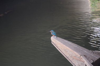 Sıradan bir Kingfisher (Alcedo) olarak, bir su kütlesinin yanında ahşap bir tahtanın kenarına tünemiş.