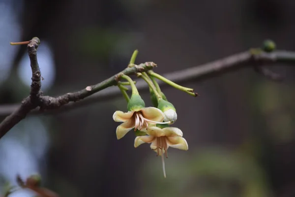 Krem beyazı sarımsı çiçeklere ve bir dalda büyüyen yeşil tomurcuklara..