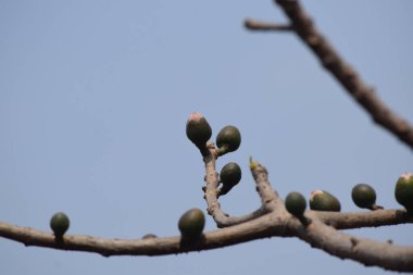 İpek diş ipi ağacının meyveleri dehisent kapsüller olarak bilinir. Pamuk gibi lifler ve tohumlar bırakmak için ikiye ayrılırlar..