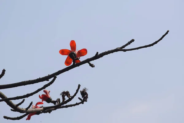 Canlı, beş yapraklı kırmızı bir çiçeğin soluk mavi bir gökyüzüne karşı çıplak, karanlık bir dalda açtığı yakın plan bir fotoğraf. Kırmızı ipek pamuk ağacı yapraklardan önce baharda ortaya çıkan çarpıcı mevsimsel çiçekleriyle bilinir..