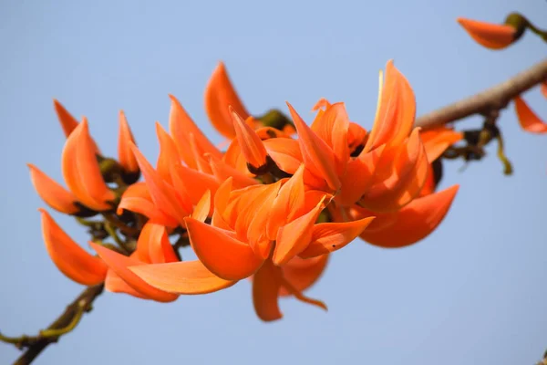 Çiçekler suda çözünen portakal boyası verir ve ağacın çeşitli parçaları geleneksel tıpta ve diğer kereste olmayan ürünlerde kullanılır..