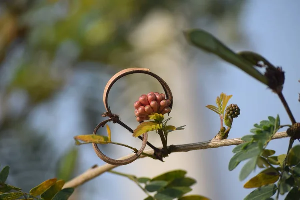 Bitki, benzersiz tohum kapsülleri ya da çiçekleri nedeniyle Kırmızı Pudra Pudrası olarak da bilinir..