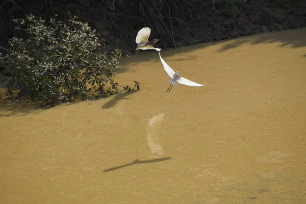 Bir kuş, beyaz bir balıkçıl, kanatları geniş bir şekilde izleyiciden uzağa doğru açılır..