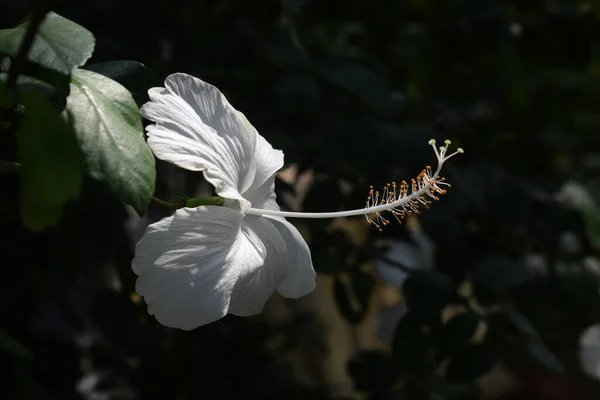 Çin amber çiçeği ya da Çin gülü gibi yaygın isimlerle de bilinir..