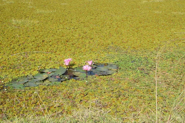 Yeşil su bitkileriyle yoğun bir şekilde kaplanmış geniş bir su alanına sahip doğal bir manzara.